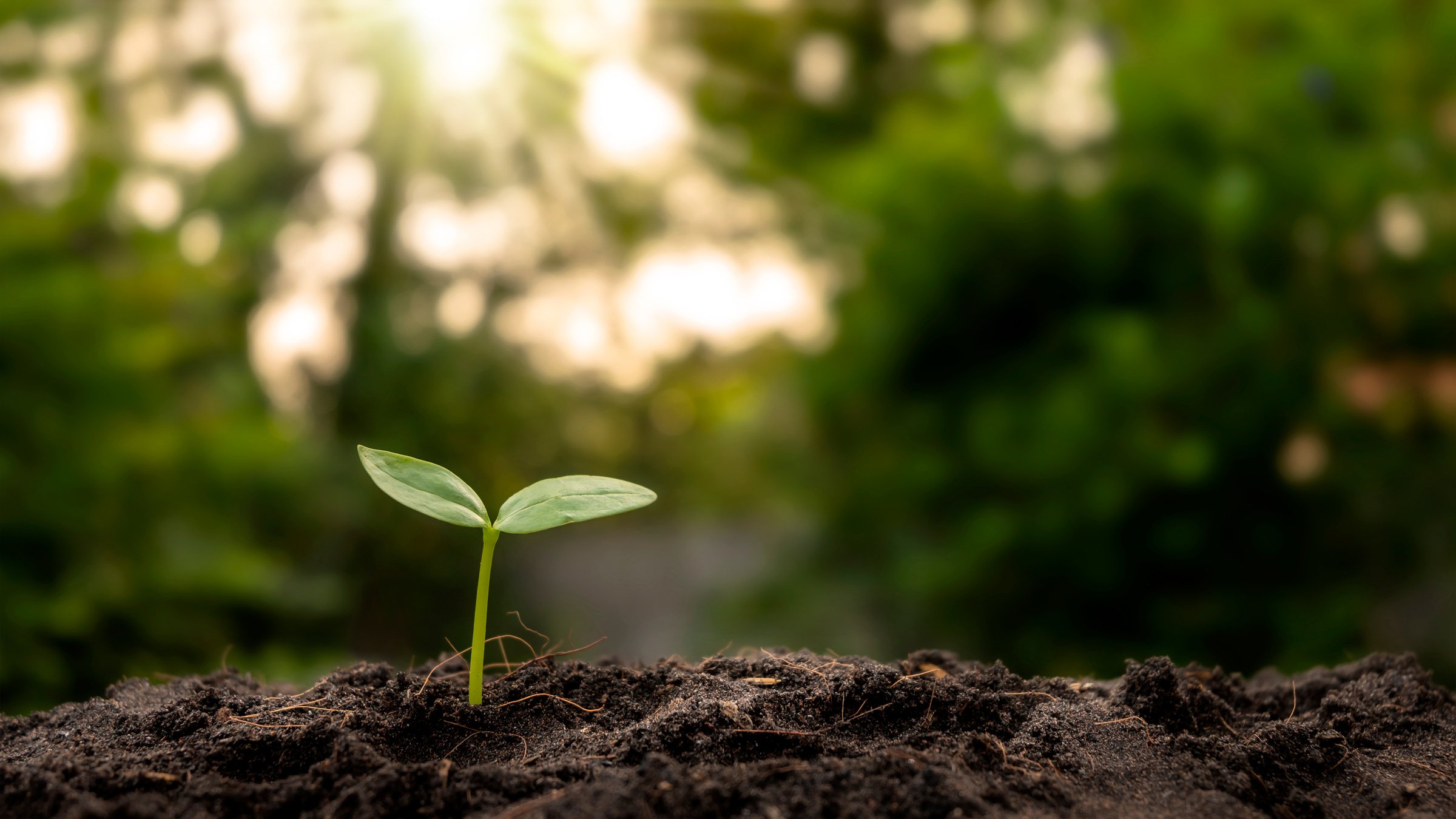 Sprout Growing from the Ground 